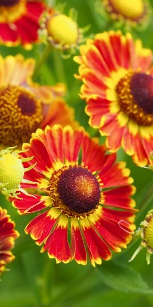 HELENIUM Autumnale 'Fuego' (Mariachi Series) PBR - Image 2