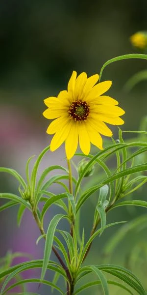 HELIANTHUS Salicifolius - Image 2