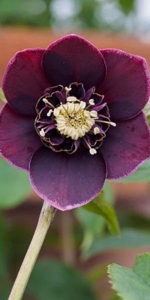 HELLEBORUS Orientalis 'Magic Aubergine' (Magic Collection)