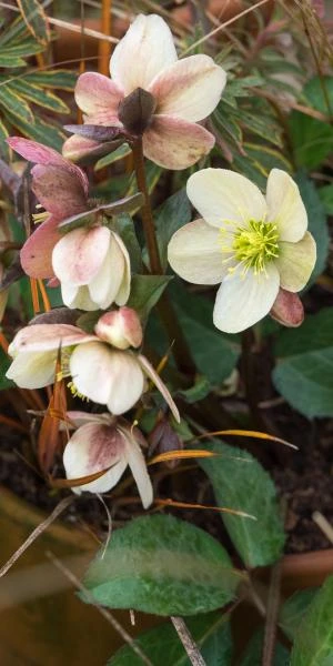 HELLEBORUS X Nigercors 'Emma' PBR - Image 2