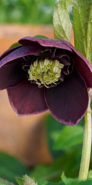 HELLEBORUS Orientalis 'Magic Aubergine' (Magic Collection) - Image 2