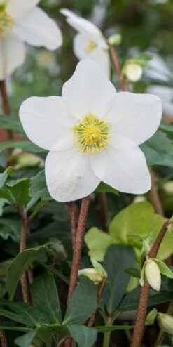 HELLEBORUS Niger 'Mont Blanc'