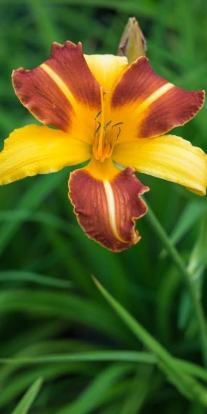 HEMEROCALLIS 'Frans Hals' - Image 2