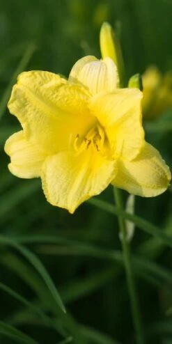 HEMEROCALLIS 'Happy Returns'