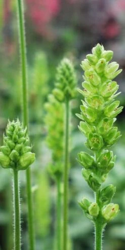 HEUCHERA Cylindrica 'Greenfinch'