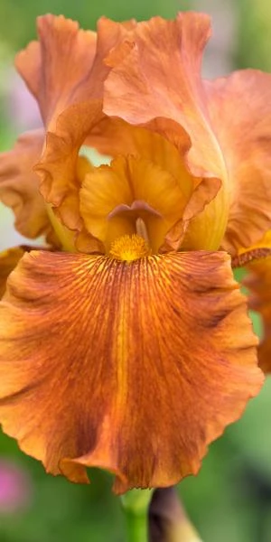 IRIS 'Carnival Time' (TB) - Image 2