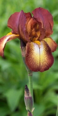 IRIS 'Kent Pride' (TB)