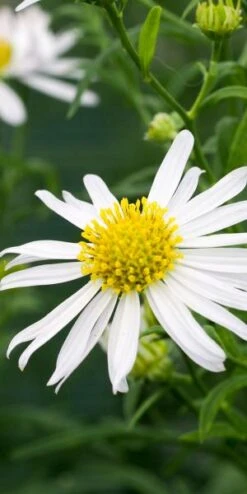 KALIMERIS 'Mon Jardin'