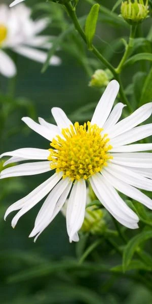 KALIMERIS 'Mon Jardin'