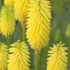 KNIPHOFIA 'Bees' Lemon'