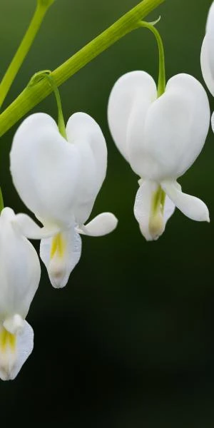 LAMPROCAPNOS Spectabilis 'Alba' - Image 2