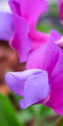 LATHYRUS Vernus 'Dama Violetta'