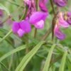 LATHYRUS Vernus 'Gracilis'