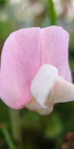 LATHYRUS Vernus 'Gracilis' Pink Form