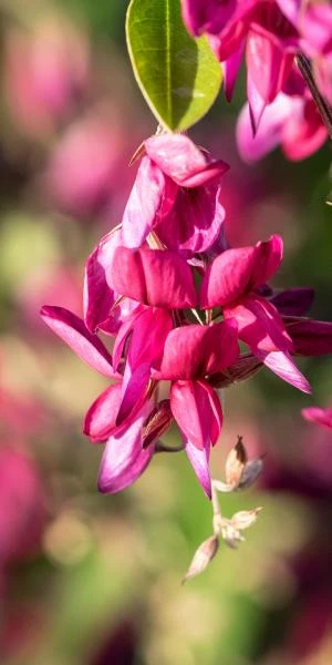 LESPEDEZA Thunbergii - Image 2