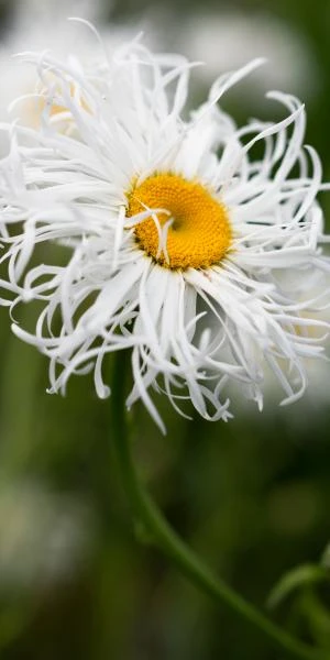 LEUCANTHEMUM X Superbum 'Beaute Nivelloise'