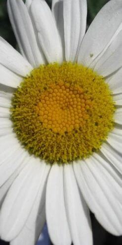 LEUCANTHEMUM X Superbum