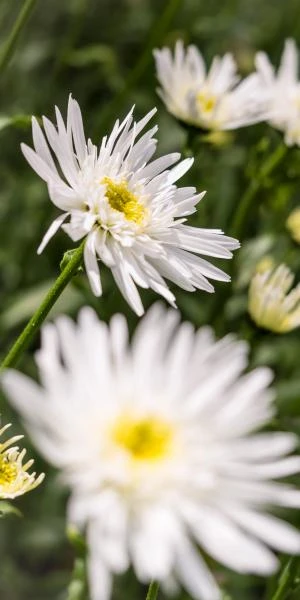 LEUCANTHEMUM X Superbum 'Christine Hagemann'