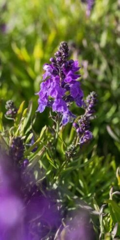 LINARIA Purpurea 'Freefolk Piccolo'