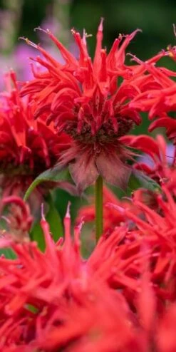 MONARDA 'Cambridge Scarlet'