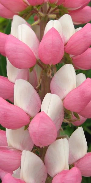 LUPINUS 'The Chatelaine' (Band Of Nobles Series)
