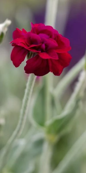 LYCHNIS Coronaria 'Gardeners World' - Image 2