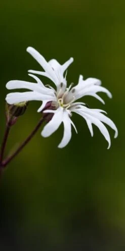 LYCHNIS Flos-cuculi 'White Robin'
