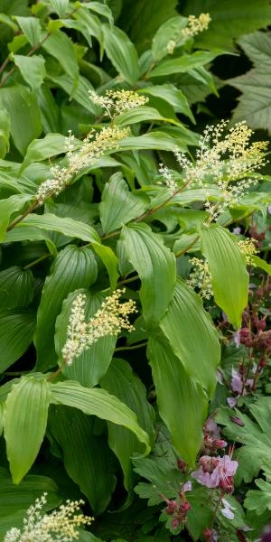 MAIANTHEMUM Paniculatum - Image 2