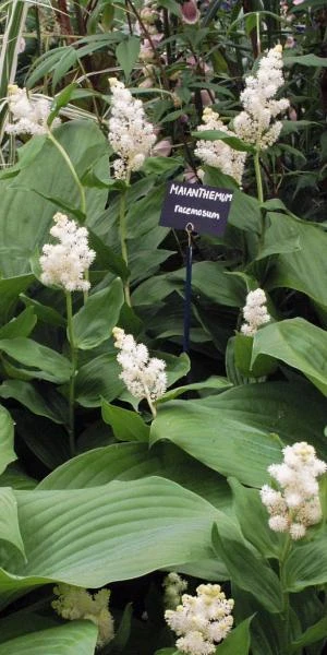 MAIANTHEMUM Racemosum - Image 2
