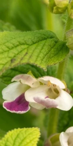 MELITTIS Melissophyllum