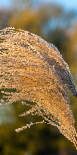 MISCANTHUS Sinensis 'Malepartus' - Image 2