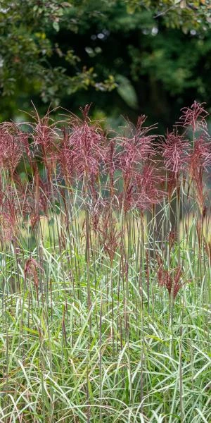 MISCANTHUS Sinensis 'Malepartus' - Image 3