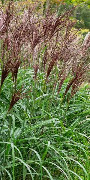 MISCANTHUS Sinensis 'Malepartus'