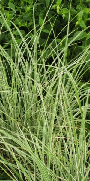 MISCANTHUS Sinensis 'Morning Light'