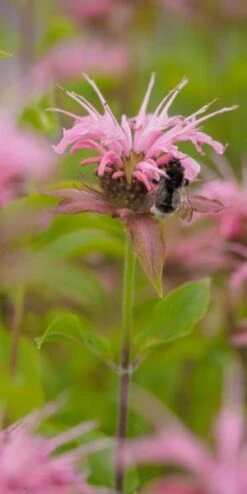 MONARDA 'Croftway Pink'