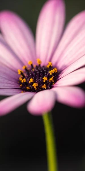 OSTEOSPERMUM Hardy Pink - Image 2