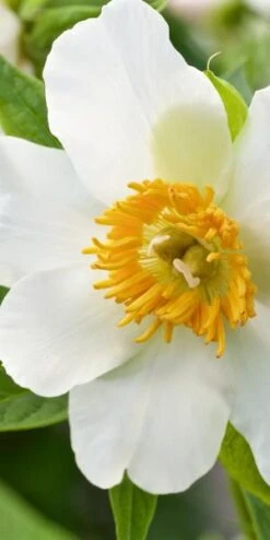 PAEONIA Emodi