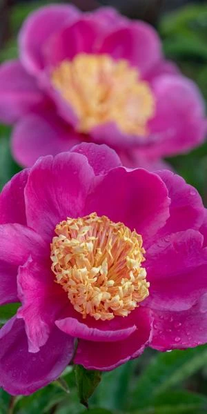 PAEONIA Lactiflora 'Doreen' - Image 2
