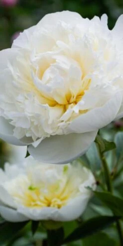 PAEONIA Lactiflora 'Duchesse De Nemours'