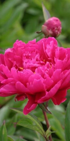 PAEONIA Lactiflora 'Karl Rosenfield'