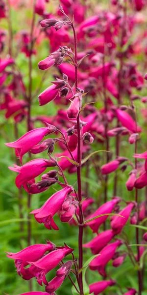 PENSTEMON 'Andenken An Friedrich Hahn' (Garnet)