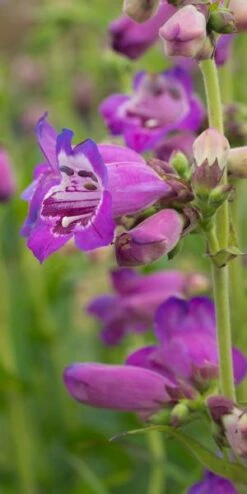 PENSTEMON (Pensham Series) 'Pensham Victoria Plum'
