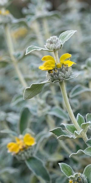 PHLOMIS Grandiflora 'Lloyd's Silver'