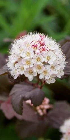 PHYSOCARPUS Opulifolius 'Lady In Red' PBR