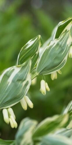 POLYGONATUM X Hybridum 'Striatum'
