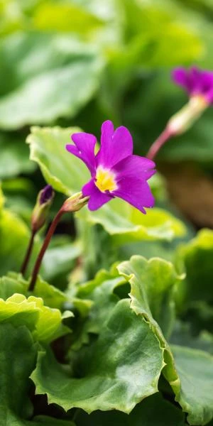 PRIMULA 'Barbara Midwinter' (Pr) - Image 2