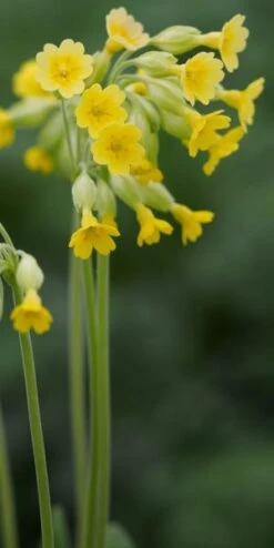 PRIMULA Veris (Pr)