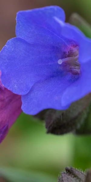 PULMONARIA 'Blue Ensign' - Image 3