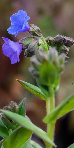 PULMONARIA 'Blue Ensign' - Image 2