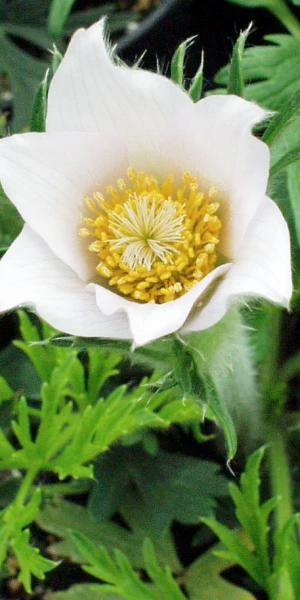 PULSATILLA Vulgaris 'Alba' - Image 2
